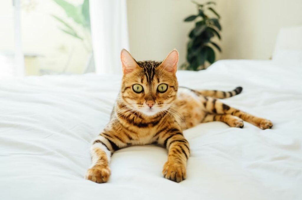 chat avec punaises de lit